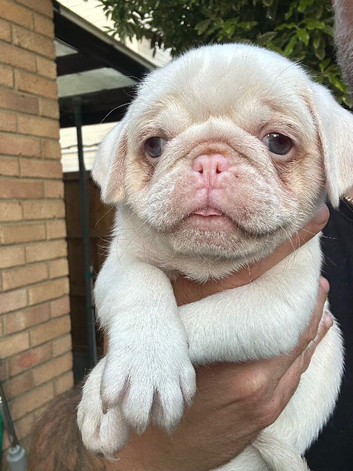 Rare Prestige KC registered Pink Pug Puppies