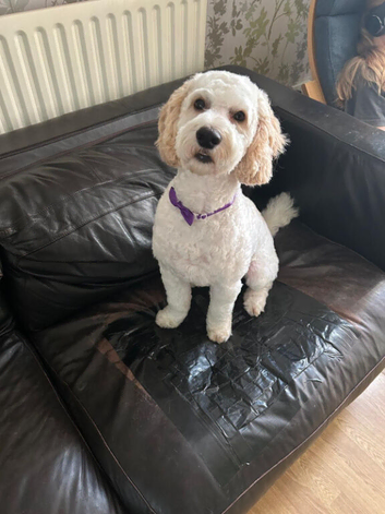 Male cockapoo for sale
