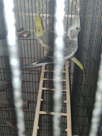 2 cockatiels and cage