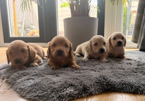 Miniature Long Haired Dachshund