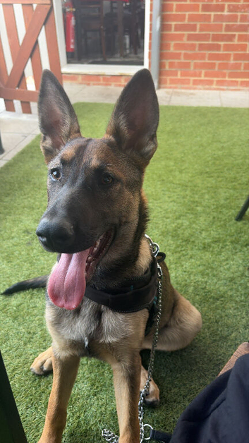 5 month old german shepherd