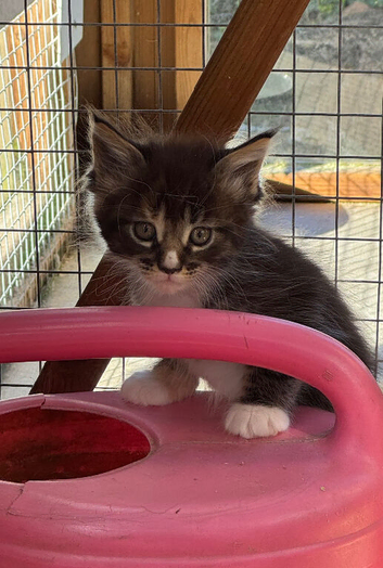 Stunning litter of Maine coon kittens all hand reared LAST GIRL READY NEXT WEEKEND