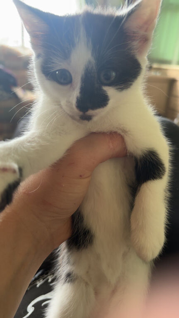 Kitten for sale