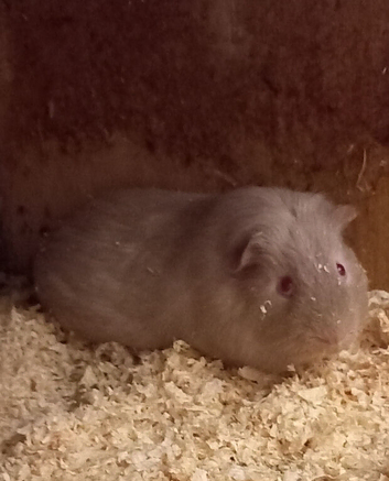 Two male Guinea Pigs for sale
