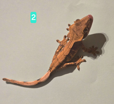 Juvenile Crested Geckos with full Lineage