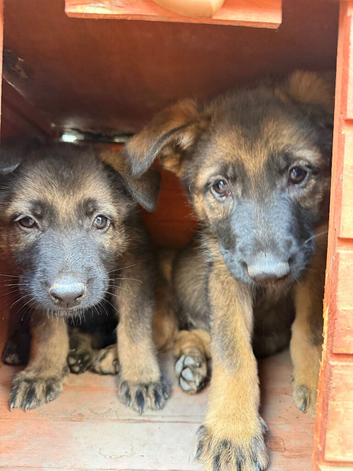 Last female German shepherd puppy
