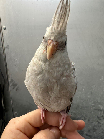 5 hand reared baby cockatiels available