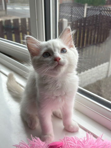 1 rare lilac bicolour male left