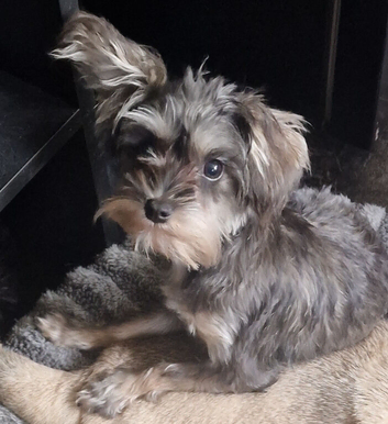 Schnauzer X Yorkshire Terrier