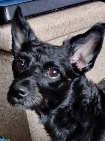 Stud dog wanted
