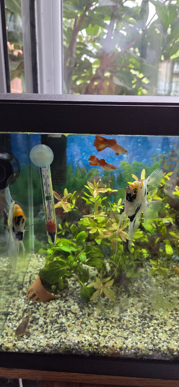 Tropical fish with full set up