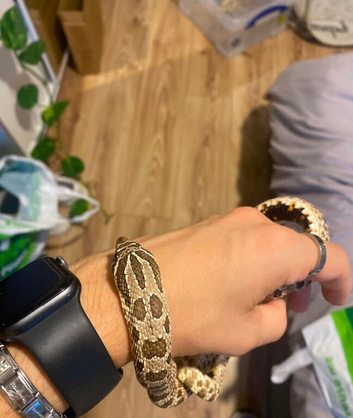 Adult male western hognose Viv included