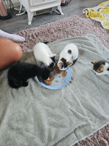 3 kittens for sale