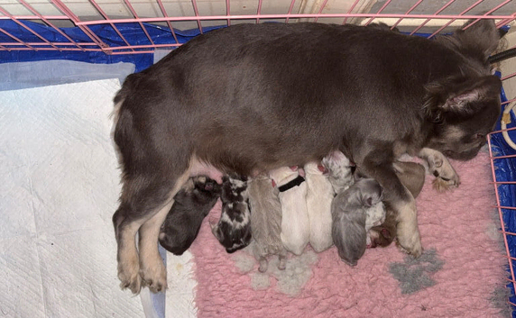 French bulldog puppies