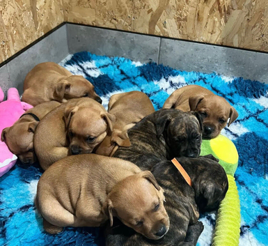 Red and brindle Staffordshire bull terrier puppies