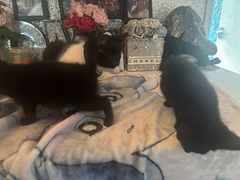 3 lovely kittens