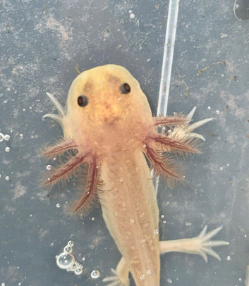 Axolotl babies