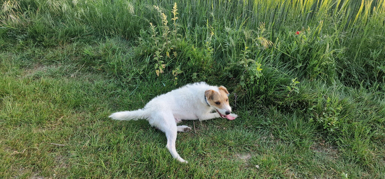 11 month old parson jack Russell