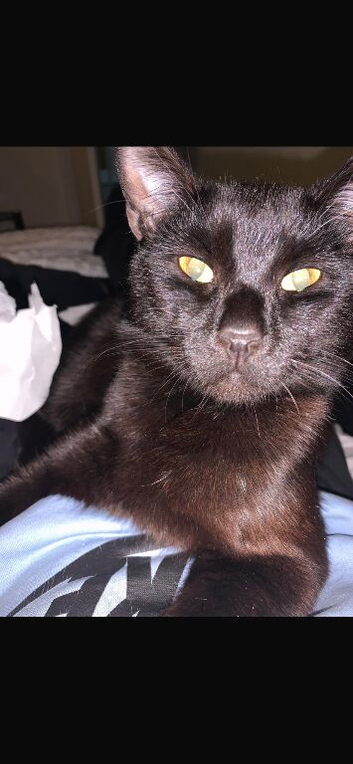 3yr old Cat looking for a loving home in london