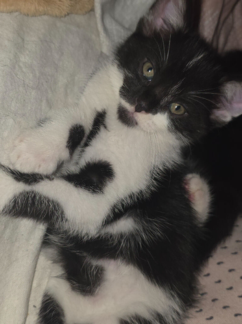 Lovely kittens