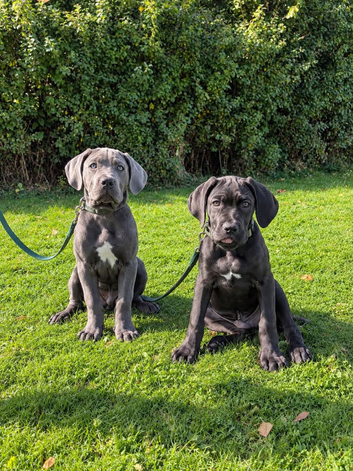 Black Cane corso pup male