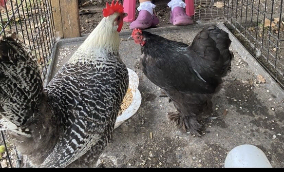 Lay hens and coop