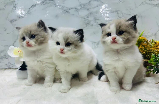 Ragdoll kittens - Ready now