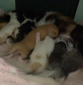 I have 2 beautiful kittens mum is a Calico and dad is a Maine coon