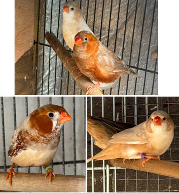 Zebra Finches