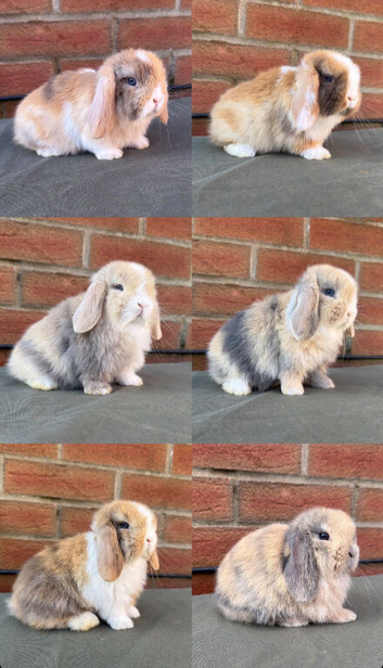 Minilops