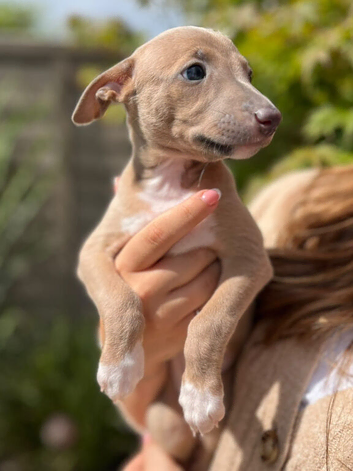 Whippet x Italian Greyhound
