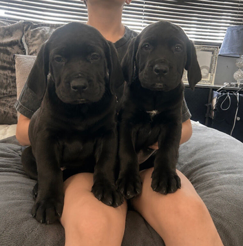 Old English mastiff 2 girls available