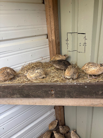Coturnix quail mainly females