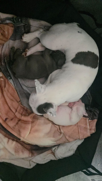 Miniature French bulldogs