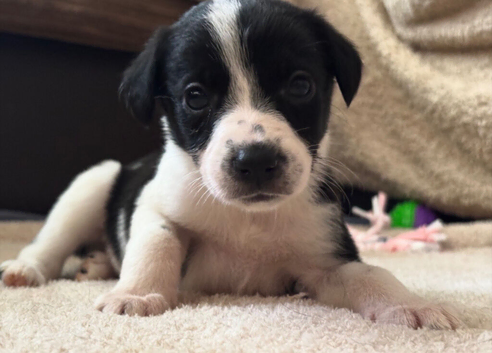 TWO Border Collie x Blue Heeler Pups left