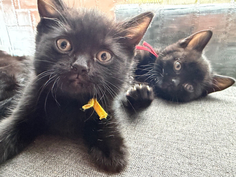 3 kittens looking for a loving new home