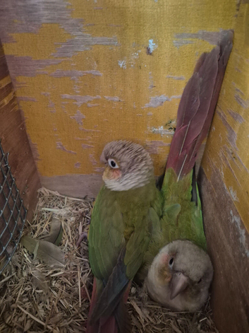 Bonded prov pair conures