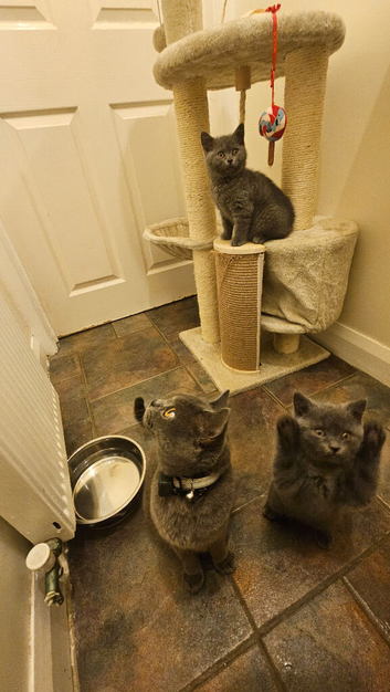 Beautiful British Shorthair Kittens - 3 Months Old