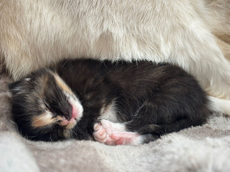 Half Siamese little girl