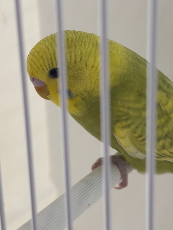 BEAUTIFUL BABY BUDGIE RING NUMBER 42 READY NOW COCK BIRD