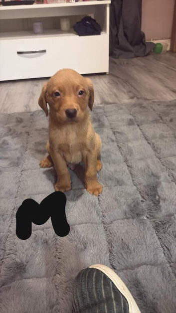 Beautiful Labrador Puppies Ready for Loving Homes