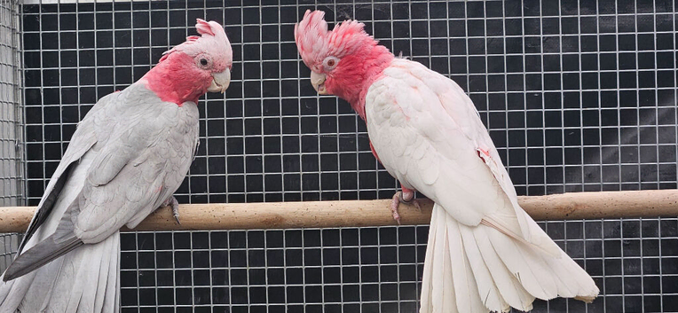 Lutino galah pair