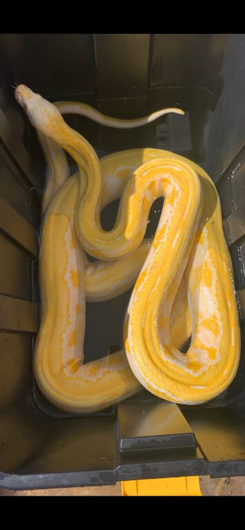 Reticulated pythons