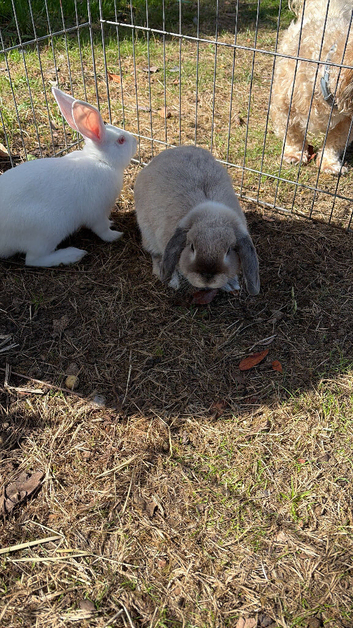 Rabbits for sale