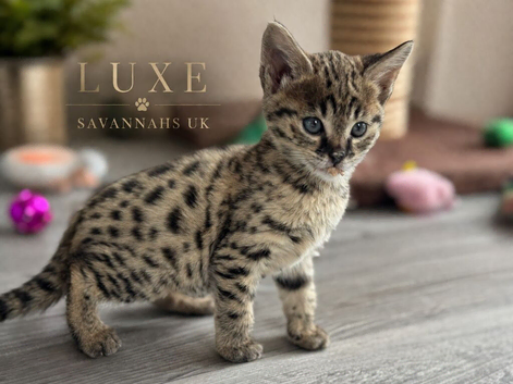 Rare Kiwanga Pedigree F2 & F3 Savannah Kittens