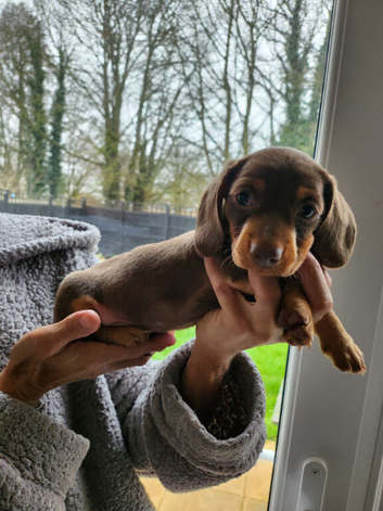 8 week old male dachshund