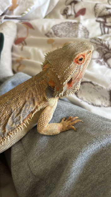 2 young bearded dragons for sale