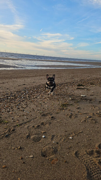 Needing to rehome my beautiful bambi