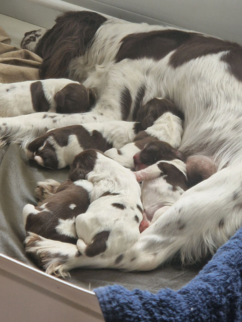 Outstanding litter of KC reg ESS