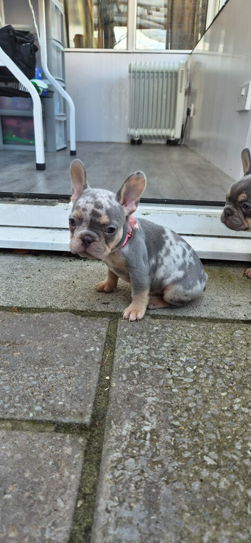 Mobile microchipping service